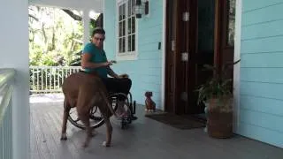 Evie my very enthusiastic ridgeback pup greeting me when I get home