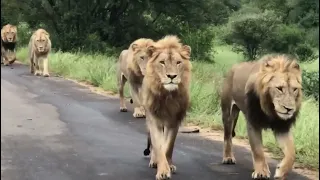 7 Satara Males! | 7 Male Lions Walking together in Kruger National Park