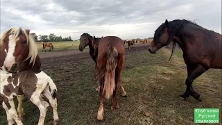 Табунное коневодство.|Ожеребилась Зорька🐎