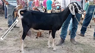 FEIRA DE ANIMAIS EM SURUBIM-PE COM MUITAS CABRAS BODES CARNEIROS E OVELHAS DE QUALIDADE 16-12-2022