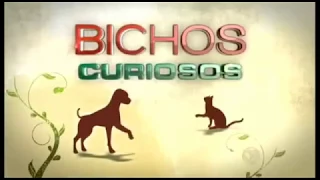 Bichos Curiosos  - compilaçao