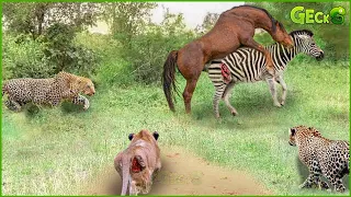 30 Painful Moments! Lion With Leopard Attack Wild Horse In Their Territory, Will Wild Horse Survive?