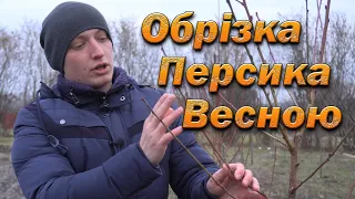 Обрізка персика. Обрізка однорічних, двохрічних саджанців персика до сокоруху.