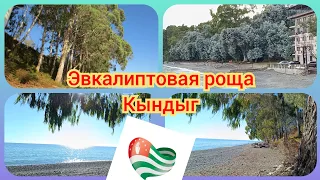 Кындыг. Эвкалиптовая роща👍. Прогулка по берегу. 19.10.2023🌱🌱#абхазия2023 .8ч.