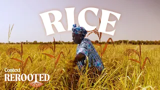 The Senegalese strategy to bring rice production home