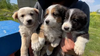 Puppies were separated from their Mom and dumped out in separate places.