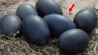 A farmer found black eggs and when THIS hatched he was seriously scared!