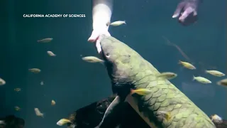 Meet Methuselah, the world's oldest living aquarium fish at Academy of Sciences