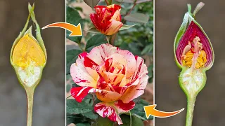 Propagation new Rose flower color from Red Rose flower bud and Yellow | New hormone