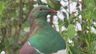 New Zealand Pigeon (𝘏𝘦𝘮𝘪𝘱𝘩𝘢𝘨𝘢 𝘯𝘰𝘷𝘢𝘦𝘴𝘦𝘦𝘭𝘢𝘯𝘥𝘪𝘢𝘦) 3