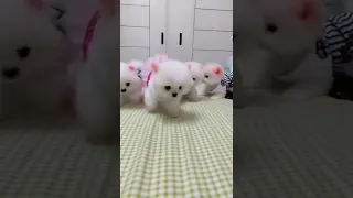 Pomeranian puppies tiktok video #pomeranian #pomeranianpuppy #shorts #youtubeshorts #yshortsindia