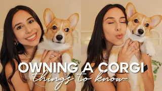 WHAT TO KNOW BEFORE OWNING A CORGI | 8 Useful Tips + Advice for New Puppy Dog Owners