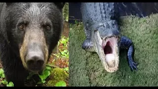 Animal Face-Off: Alligator vs Black Bear (but with jokes)