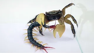 Centipede Vs Crab