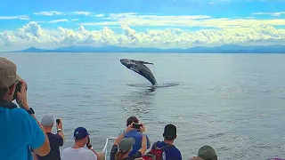 Whale Wartching Samana