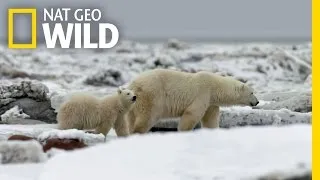 The Life of a Polar Bear Cub | Destination WILD