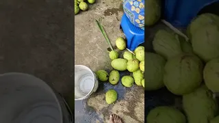 Breadfruit waw 👌👌👍