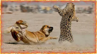 Jaguar VS Kangal