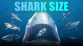 3D Shark Size Comparison 2024 | Megalodon Size