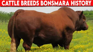 ⭕ Bonsmara Cattle Are a Breed Of Cattle That Originated In South AfricaCattle Breeds ✅