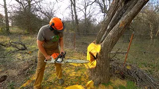 An Unusual Tree Felling Technique