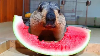 marmot eating watermelon