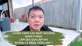 LÀM NÔNG NGHIỆP LƯƠNG CAO NGẤT NGƯỠNG. ĐẾN ÚC ĐỂ LÀM NÔNG NGHIỆP KHI KHÔNG CÓ BẰNG TIẾNG ANH .