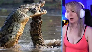 15 Unexpected Battles Between Crocodiles And Land Predators Part 2 | Pets House