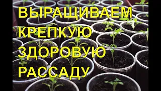 Как вырастить здоровую и крепкую рассаду/Что нужно учитывать при выращивании рассады