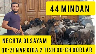 44 mindan TAROZGA QOʻZI NARXIDA 2 TISH QOʻCHQORLAR