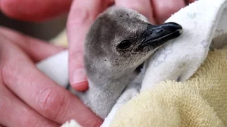 Baby penguin introduced at Syracuse zoo