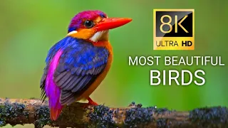 Most Beautiful Birds in 8K | Colors are the Smiles of Nature