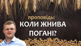 Коли Жнива Погані? / Андрій Ходорчук