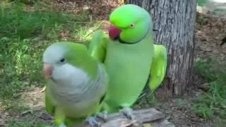 Попугай зацеловал свою подружку / parrots kiss