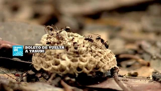 Ecuador: la fiebre del oro negro amenaza los tesoros del Parque Natural Yasuni