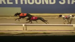 BUBBLY GLITZ Wins Her A10 Race In Trap 1 At Odds Of 1/1 At Romford