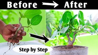 How to make Ficus Bonsai Easily Step by Step