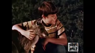 skippy the bush Kangaroo  1960s  Intro and closing titles