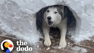 Sad Husky Can't Play Any Sports This Winter So This Couple Builds Him An Igloo | The Dodo