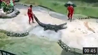 Crocodile Bites Head Of Trainer In Thailand