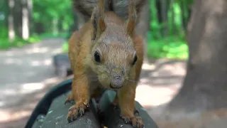 Две незнакомые белки / Two unfamiliar squirrels
