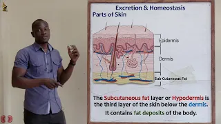 26. Sebaceous Gland and Subcutaneous Fat Layer Biology Form 2