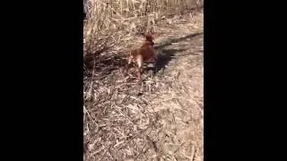 Field Bred Cocker Retrieving Ducks