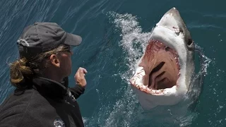 Great White Shark Leaps Out Of Water To Attack Tourists