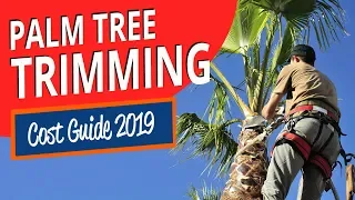 Palm Tree Trimming Cost Guide 2021