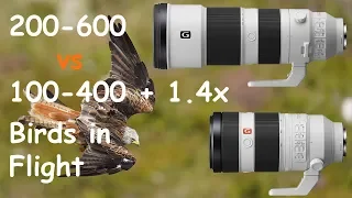 Sony 200-600 vs 100-400 + 1.4x Birds in Flight (Sony a7III)