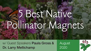 Go Native!  Best 5 Pollinator Magnets for Your North Carolina Backyard