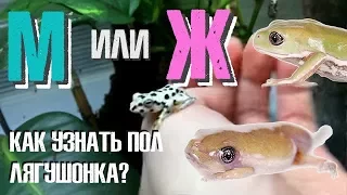 Мальчик или девочка?  Определяем пол у лягушат.