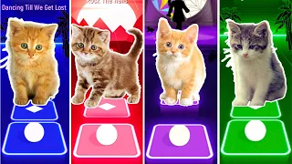 CUTE CAT BLACKPINK vs JENNIE SOLO vs BTS DYNAMITE vs LISA MONEY & TILES HOP