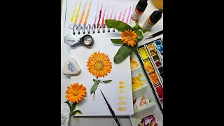 Step by step botanical illustration of a Marigold
